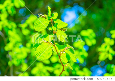 The young leaves of Trisamus The young leaves of Trisamus 89240527