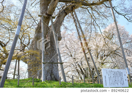 福島縣春天的高瀨有衝櫻 福島縣春天的高瀨有衝櫻 89240622