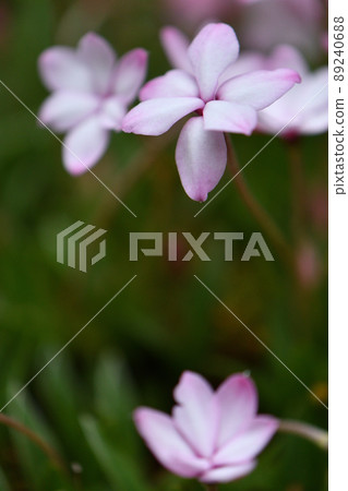 Atszakura 89240688