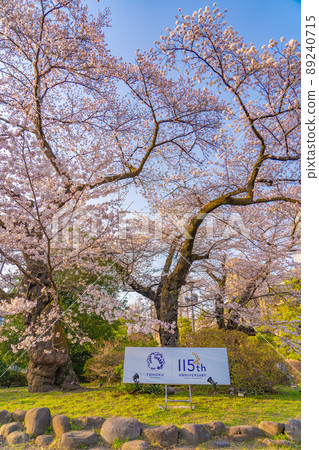 Tohoku University Katahira Campus Sakura (Sendai City, Miyagi Prefecture) Tohoku University Katahira Campus Sakura (Sendai City, Miyagi Prefecture) 89240715