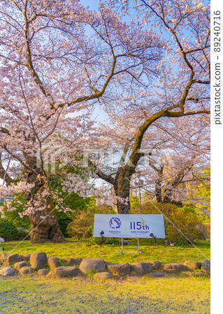 Tohoku University Katahira Campus Sakura (Sendai City, Miyagi Prefecture) 89240716