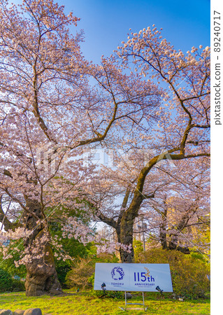 Tohoku University Katahira Campus Sakura (Sendai City, Miyagi Prefecture) 89240717
