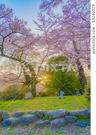Tohoku University Katahira Campus Sakura (Sendai City, Miyagi Prefecture) Tohoku University Katahira Campus Sakura (Sendai City, Miyagi Prefecture) 89240729