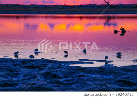 Gamo Tidal Flat at sunrise (Sendai City, Miyagi Prefecture) Gamo Tidal Flat at sunrise (Sendai City, Miyagi Prefecture) 89240735