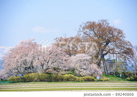 福島縣櫻花盛開的高瀨大樹 89240808
