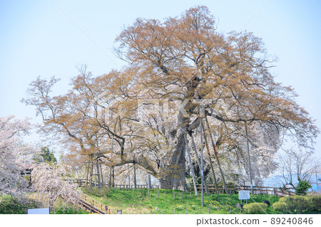 A large tree in Takase that has begun to sprout and cherry blossoms in full bloom, Fukushima Prefecture 89240846