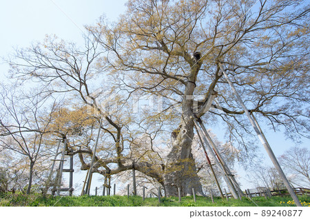 A large tree in Takase that has begun to sprout and cherry blossoms in full bloom, Fukushima Prefecture 89240877