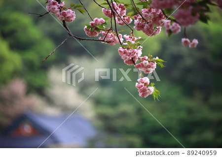 Temple scenery, spring scenery, Gakwonsa Temple 89240959