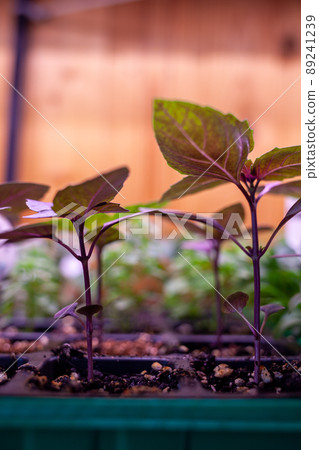 Growing seedlings indoors under a full spectrum led growing light. Growing seedlings of greens and basil at home under the ultraviolet light of grow lights. Growing seedlings indoors under a full spectrum led growing light. Growing seedlings of greens and basil at home under the ultraviolet light of grow lights. 89241239