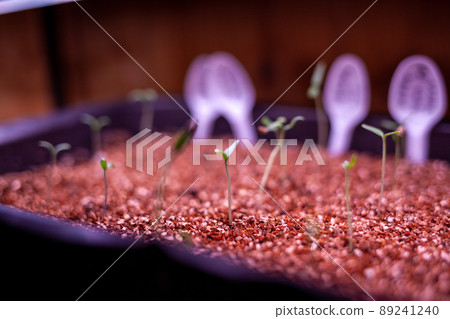 Growing seedlings indoors under a full spectrum led growing light. Growing seedlings of greens and tomatoes at home under the ultraviolet light of grow lights. Growing seedlings indoors under a full spectrum led growing light. Growing seedlings of greens and tomatoes at home under the ultraviolet light of grow lights. 89241240