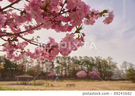 Yaezakura Kanzan Yaezakura Kanzan 89241682