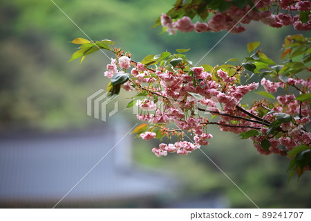 Spring scenery, Buddha's birthday, Gakwonsa 89241707