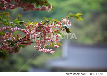 Spring scenery, Buddha's birthday, Gakwonsa Spring scenery, Buddha's birthday, Gakwonsa 89241709