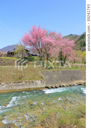 Hakuba Spring Oide Park where cherry blossoms bloom 89241743