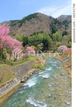 櫻花盛開的白馬春天大出公園 89241746