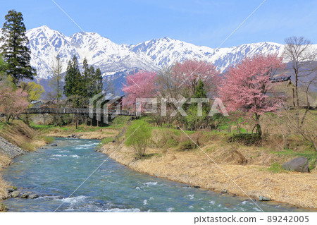 Hakuba Spring Cherry Blossom Oide Park and the Northern Alps Hakuba Spring Cherry Blossom Oide Park and the Northern Alps 89242005