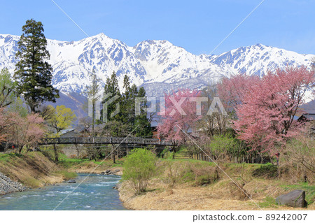 Hakuba Spring Cherry Blossom Oide Park and the Northern Alps Hakuba Spring Cherry Blossom Oide Park and the Northern Alps 89242007