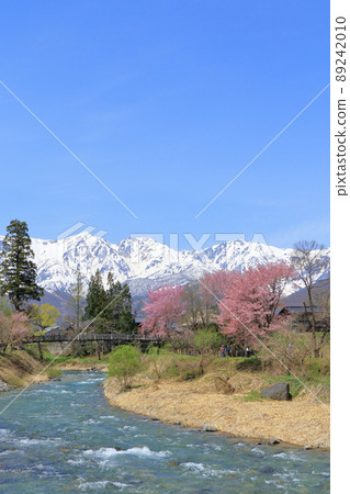 白馬春天櫻花大出公園和北阿爾卑斯山 白馬春天櫻花大出公園和北阿爾卑斯山 89242010
