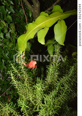 Tsukiyuki的萌芽 89242044