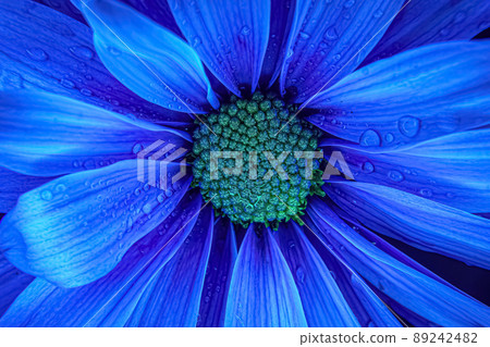 A beautiful view of a blue daisy with blue lighting. Rain water covers the flower 89242482
