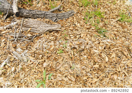 落葉葉紋理 89242892