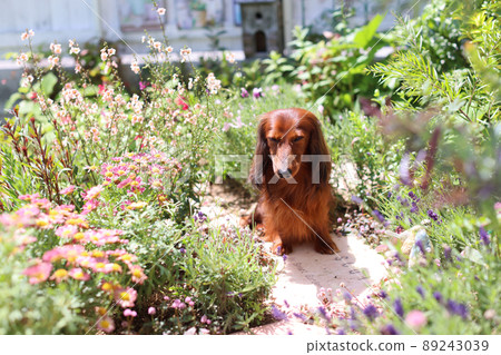 達克斯獵犬在花園裡玩耍 達克斯獵犬在花園裡玩耍 89243039