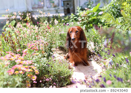 達克斯獵犬在花園裡玩耍 達克斯獵犬在花園裡玩耍 89243040