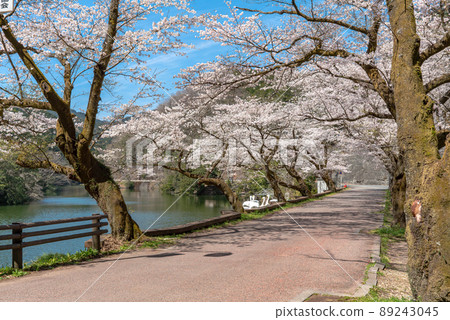 鐮北湖和櫻花 鐮北湖和櫻花 89243045