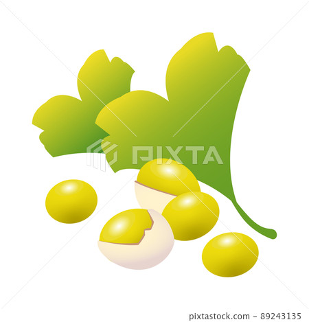 簡單又漂亮的銀杏和銀杏果插畫 89243135