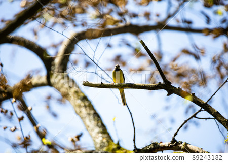 EOSRP. 廣島莊原,灰鶺鴒也許。 EOSRP. 廣島莊原,灰鶺鴒也許。 89243182