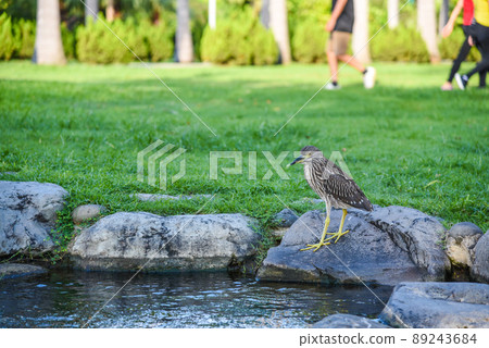 台灣公園常見鳥類補食中(黑冠麻鷺) 89243684