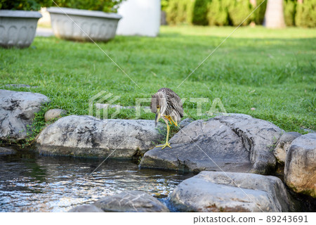 台灣公園常見鳥類補食中(黑冠麻鷺) 89243691