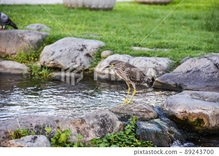 台灣公園常見鳥類補食中(黑冠麻鷺) 89243700
