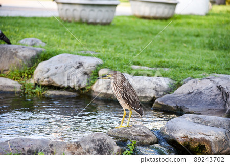 台灣公園常見鳥類補食中(黑冠麻鷺) 89243702