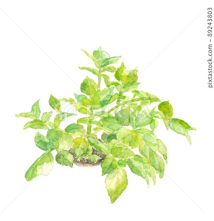 PNG在田間生長的馬鈴薯葉[手繪水彩]白色背景 89243803