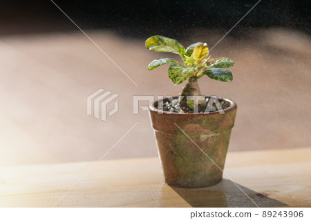 Dorstenia Dorstenia 89243906