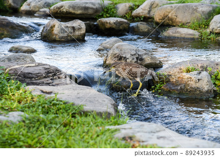 台灣公園常見鳥類在水中準備補食的黑冠麻鷺 89243935