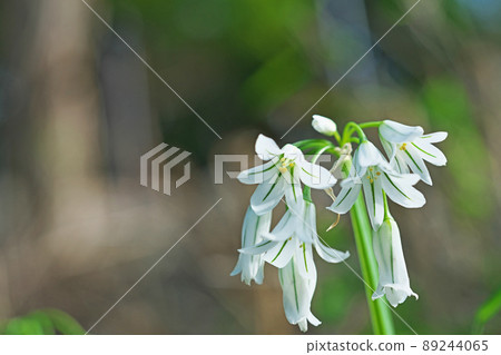 白蔥屬triketram花（春天，四月） 89244065