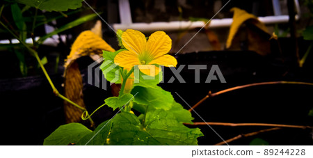 Green leaf and yellow flower of queen cucumber plant (Cucumis melo, Cucurbitaceae family). Green leaf and yellow flower of queen cucumber plant (Cucumis melo, Cucurbitaceae family). 89244228