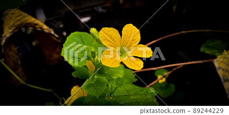 Green leaf and yellow flower of queen cucumber plant (Cucumis melo, Cucurbitaceae family). Green leaf and yellow flower of queen cucumber plant (Cucumis melo, Cucurbitaceae family). 89244229