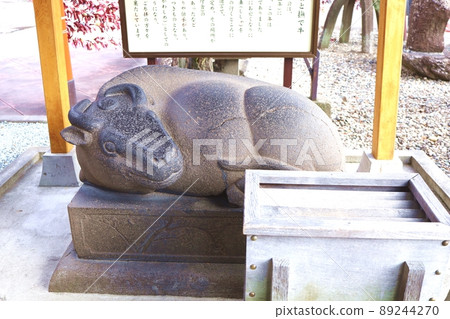 神社牛 89244270