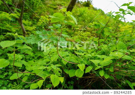 在里山自然生長的蕁麻科多年生植物Karamushi。也稱為苧麻 89244285