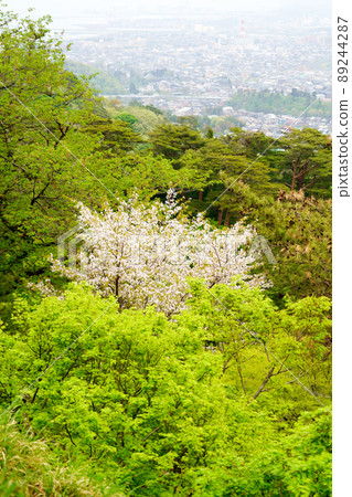 A landscape where you can see the town behind the wild cherry blossoms and fresh greenery A landscape where you can see the town behind the wild cherry blossoms and fresh greenery 89244287