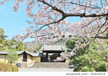 隨心院櫻花盛開 隨心院櫻花盛開 89244328