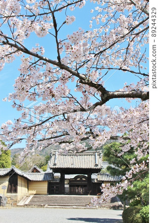 Cherry blossoms in full bloom at Zuishinin Cherry blossoms in full bloom at Zuishinin 89244329