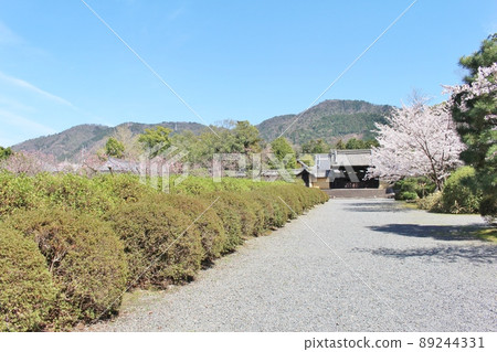 隨心人小櫻和梅園 89244331