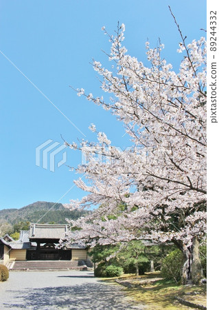 隨心院櫻花盛開 89244332