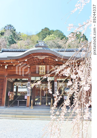 Cherry blossoms in full bloom at Oishi Shrine Cherry blossoms in full bloom at Oishi Shrine 89244337