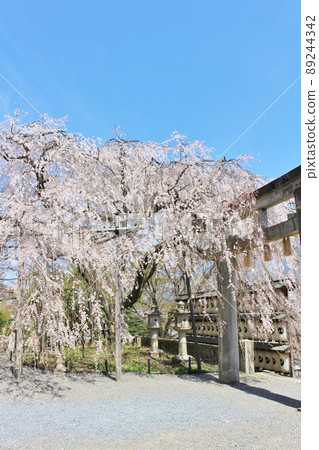 Cherry blossoms in full bloom at Oishi Shrine Cherry blossoms in full bloom at Oishi Shrine 89244342