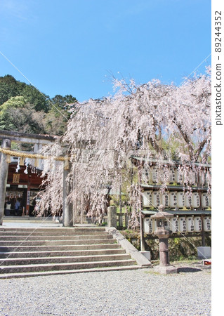 Cherry blossoms in full bloom at Oishi Shrine Cherry blossoms in full bloom at Oishi Shrine 89244352